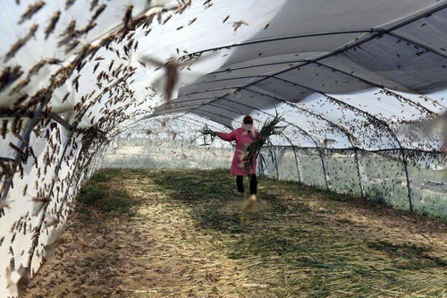 山東樂(lè)陵 螞蚱養(yǎng)殖助脫貧，畜牧漁業(yè)飼料銷(xiāo)售創(chuàng)新篇